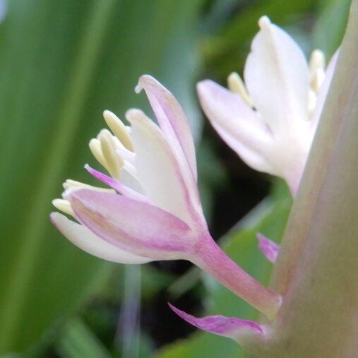 庭の花 パイナップルリリー咲く 定年生活