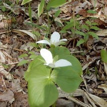 220428 山野草のエキ (56)