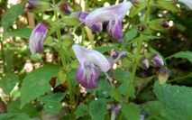 アキギリ221013 山野草のエキ (69)