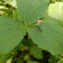 220428 山野草のエキ (13)