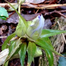 211020 山野草のエキ (62)