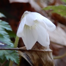 220404 山野草のエキ (24)