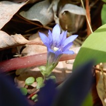 220422 山野草のエキ (9)