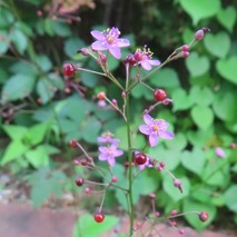 ������������ (37)�ϥ����