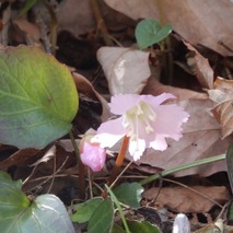 220407 山野草のエキ (140)