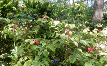 ベニバナヤマシャクヤク221013 山野草のエキ (77)