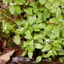 jj230418 (26)山野草のエキ