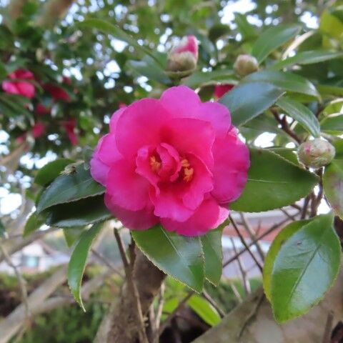 庭の花 山茶花と椿 : 定年生活