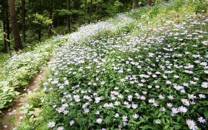 220519 山野草のエキ (94)