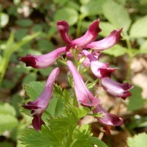 220422 山野草のエキ (24)