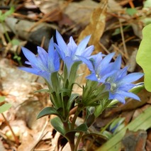 220428 山野草のエキ (22)