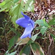 230923 山野草のエキ (4)