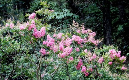 220804 山野草のエキ (37)