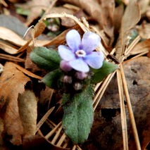 220328 山野草のエキ (2)