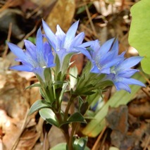 220428 山野草のエキ (25)