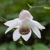 220723 山野草のエキ (43)