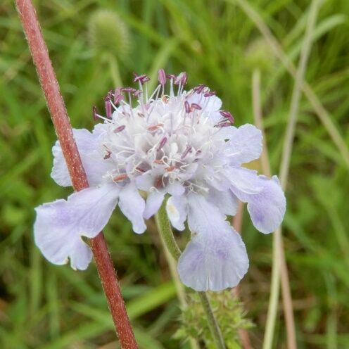 八幡湿原ー１ ビッチュウフウロ マツムシソウ タムラソウ キセルアザミ 定年生活