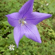 山野草のエキ (43)