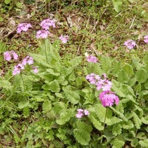 n230418 (21)山野草のエキ