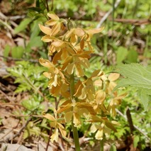 220428 山野草のエキ (109)