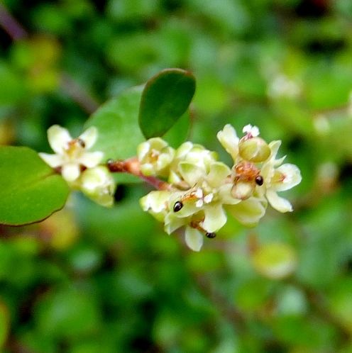 庭の花 ワイヤープランツ 花が咲いていた １１０種目 定年生活