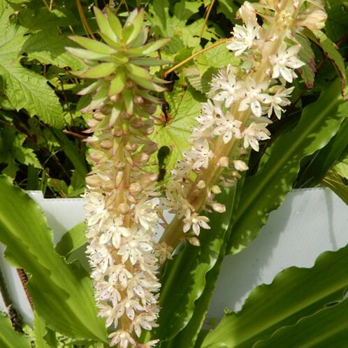 庭の花 パイナップルリリイの最盛期 定年生活