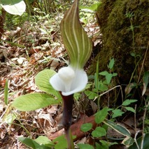 220428 山野草のエキ (86)