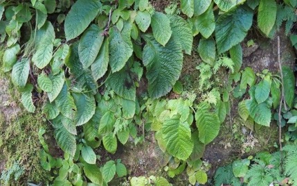 230923 山野草のエキ (57)