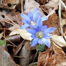 e230418 (73)山野草のエキ