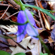 イワシャジン221031 (10)