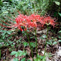210910 山野草のエキ (119)