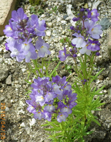 庭の花 ００４ ネメシア ラナンキュラス 定年生活