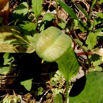 220428 山野草のエキ (49)