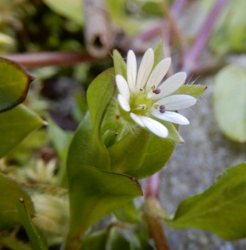 庭の花 オオイヌノフグリとコハコベ 定年生活