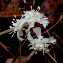 220311 山野草のエキ (18)