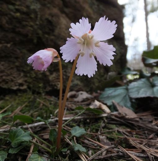 花と喫茶さくや 咲きだした妖精たち イワウチワ 水芭蕉 延齢草 カタクリ ショウジョウバカマ 定年生活
