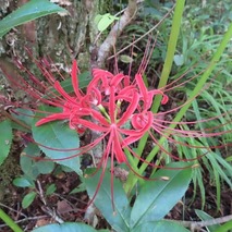 230923 山野草のエキ (18)ー1