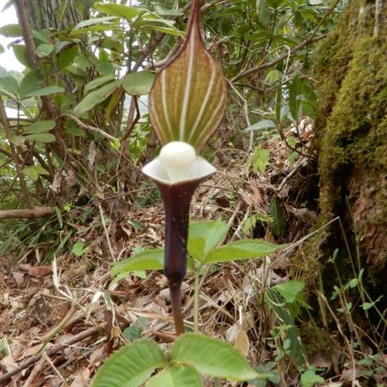 d230418 (40)山野草のエキ