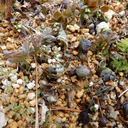 220311 山野草のエキ (58)