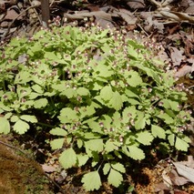 220404 山野草のエキ (86)-1