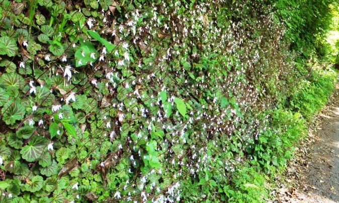 木谷峡 その１ ヒメウラシマソウに逢いに行く オオハンゲ ユキノシタ 定年生活