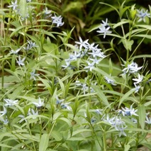 220519 山野草のエキ (45)