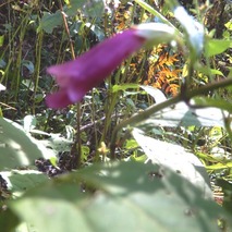 アシタカジャコウソウ221013 山野草のエキ (103)