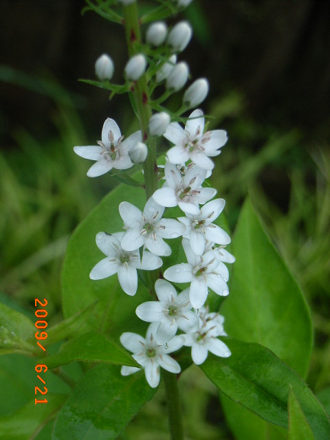 庭の花 オカトラノオ チョコレートコスモス シュウカイドウ 定年生活