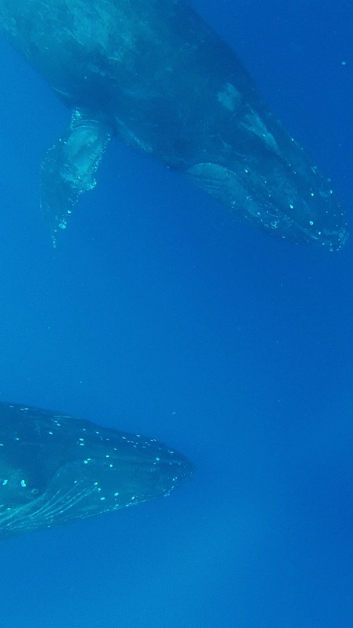 Z鯨の水中写真 沖縄 ホエールウォッチング Z鯨 海賊船長のひとりごと Z鯨の水中写真 沖縄 ホエールウォッチング Z鯨 海賊船長のひとりごと