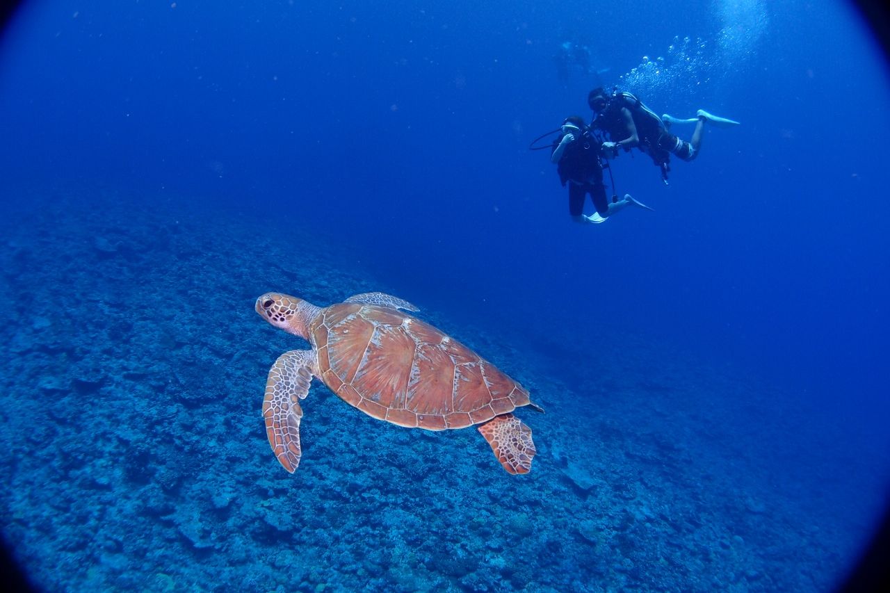 ピンク色のアオウミガメ ＃沖縄 #体験ダイビング ＃ウミガメ