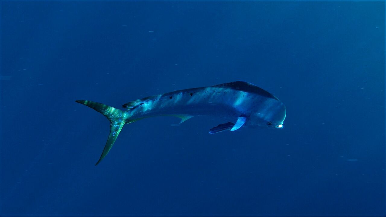 シイラ マヒマヒ Common Dolphinfish 沖縄 ファンダイビング 海賊船長のひとりごと