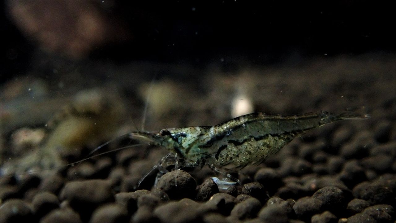 エビ水槽 ミナミヌマエビ ミゾレヌマエビ トゲナシヌマエビ ツノナガヌマエビ Tg 6 海賊船長のひとりごと エビ水槽 ミナミヌマエビ ミゾレヌマエビ トゲナシヌマエビ ツノナガヌマエビ Tg 6 海賊船長のひとりごと