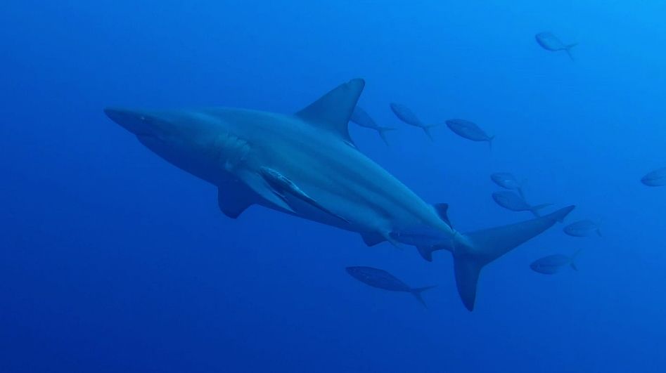 ブラックチップシャーク（カマストガリザメ） Black tip shark : 海賊