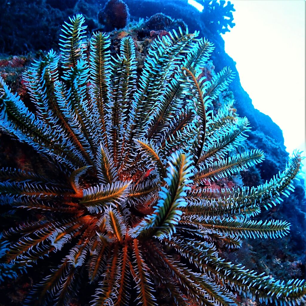 ウミシダ ニッポンウミシダ Feather Star 沖縄 ファンダイビング 海賊船長のひとりごと